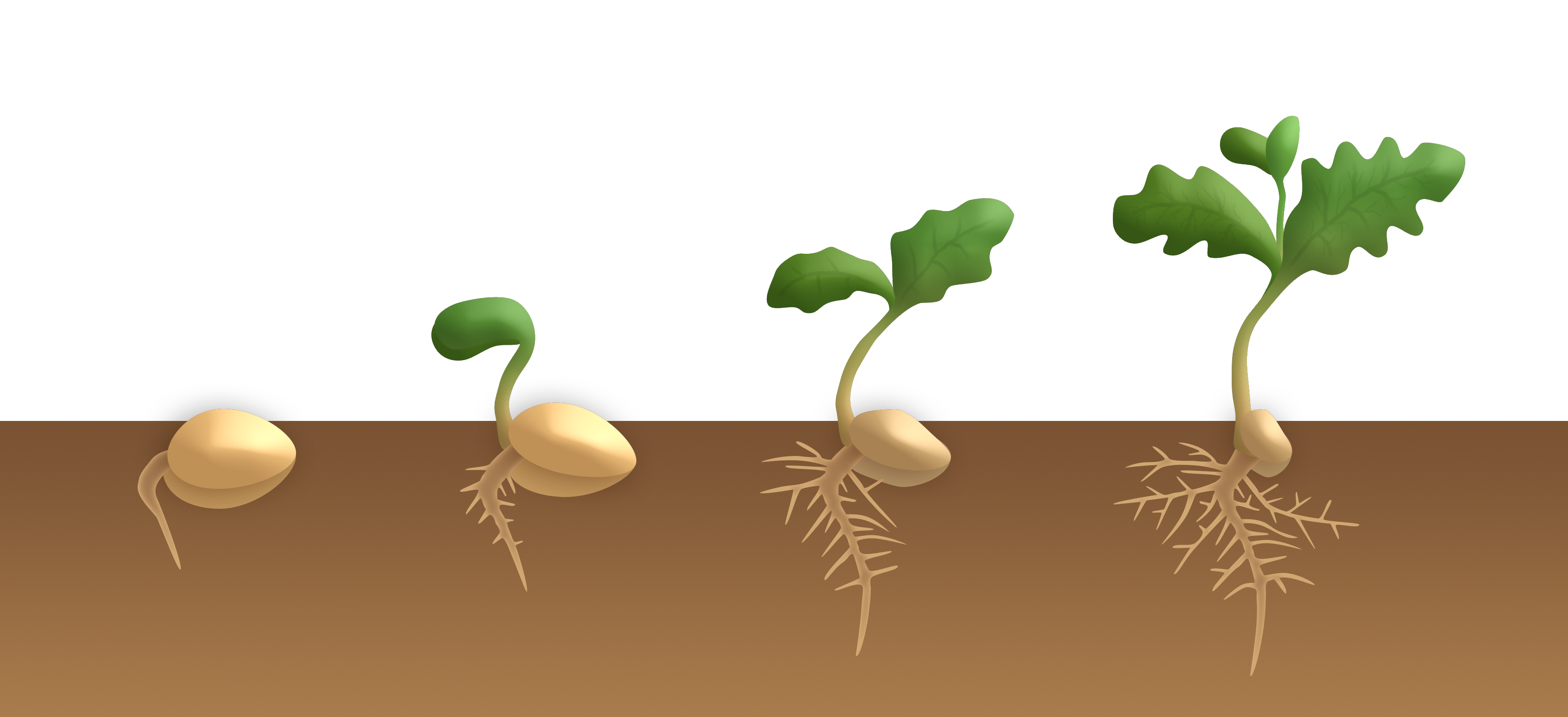 Application Of Spectral Technology In Seed