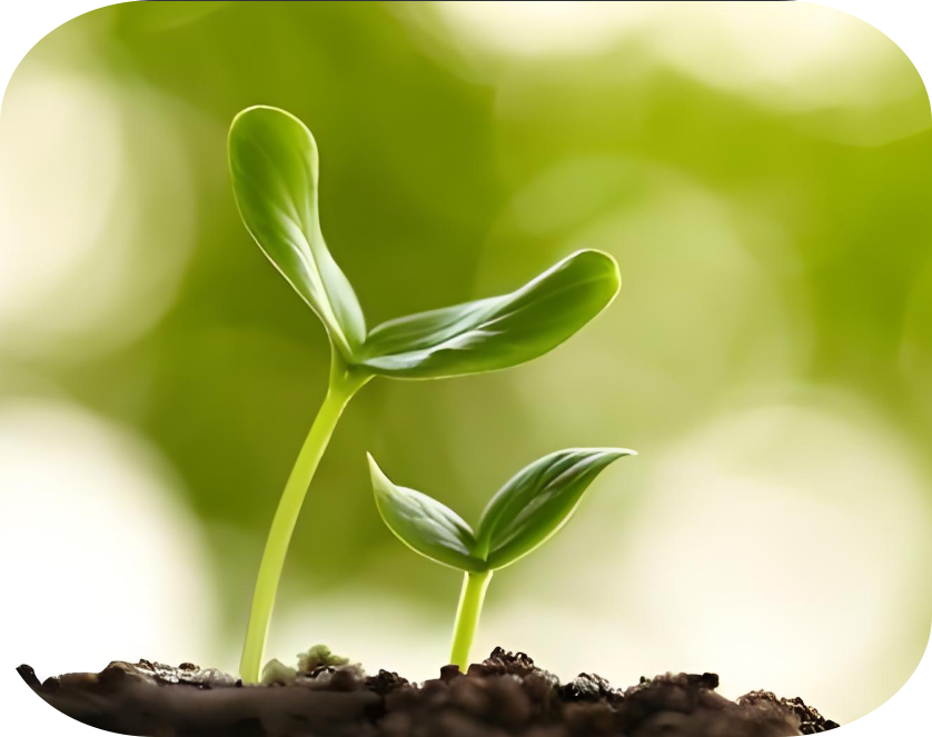 Application Of Spectral Technology In Seed _Blog.pdf