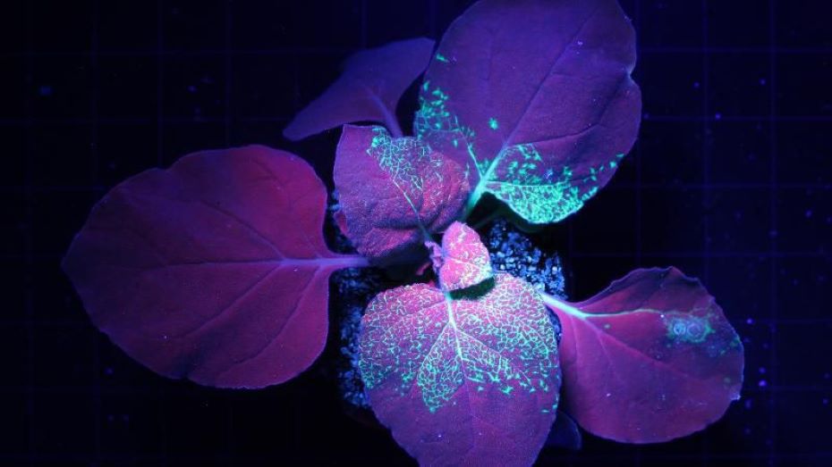 Fluorescence spectroscopy principles