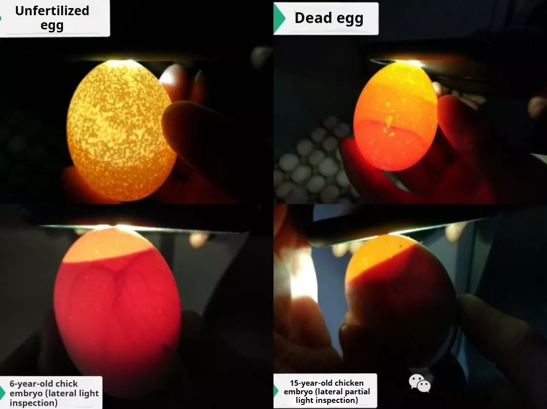 Chicken Egg Gender Identification