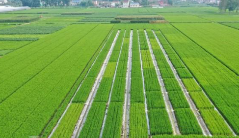 How to accurately apply hyperspectral imaging in agriculture?
