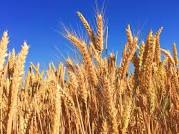 Application of Fourier transform infrared (FTIR) spectroscopy for the identification of wheat varieties
