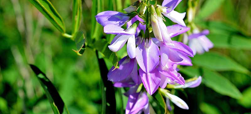 Raman spectroscopic detection and analysis of Scutellaria baicalensis herbal tablets